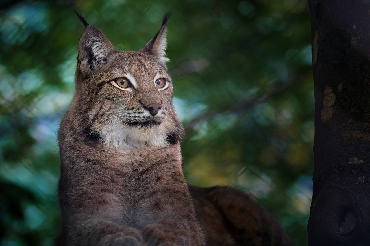 Ilves