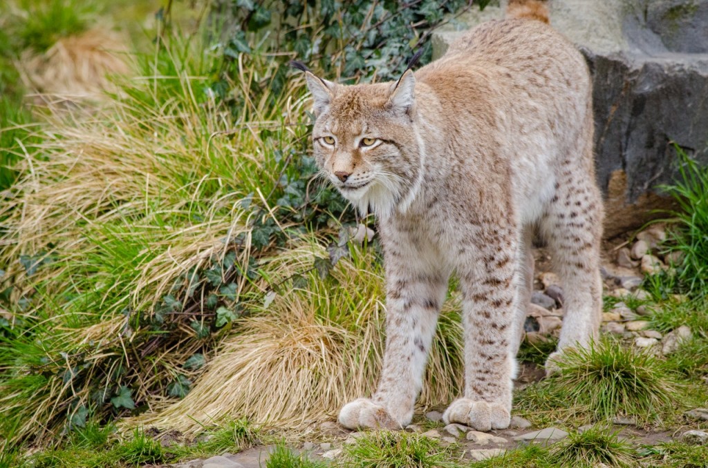 ilves.jpg