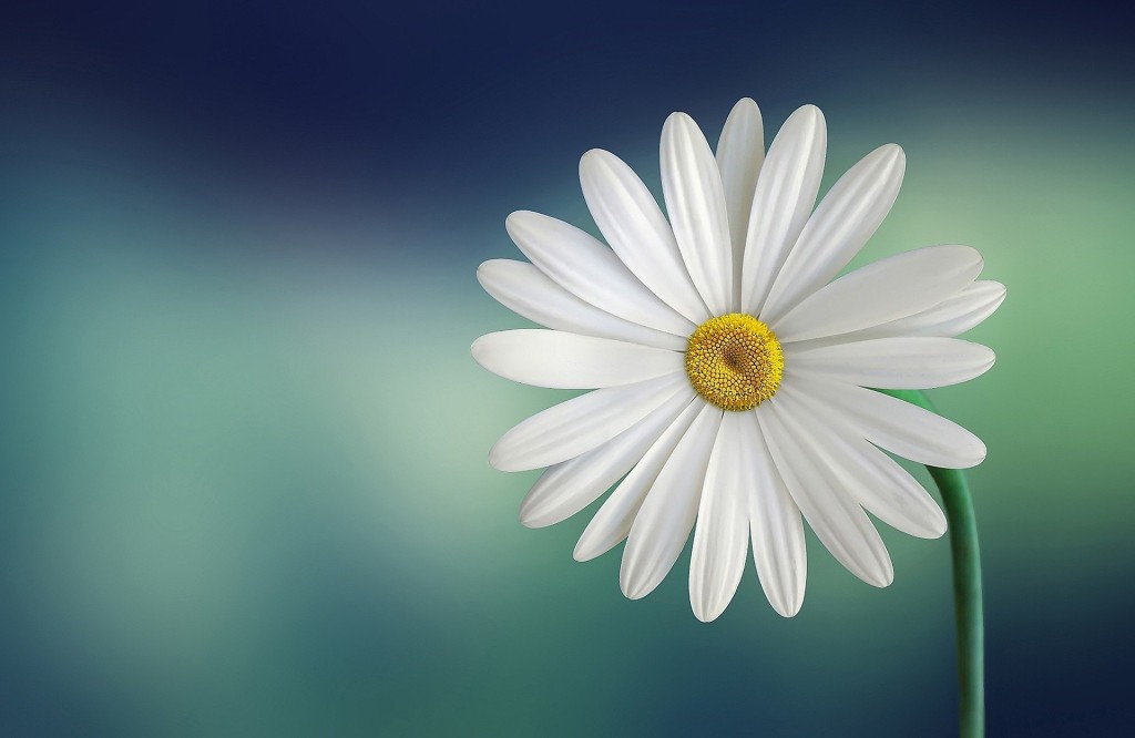 marguerite-g10231ad31_1920.jpg