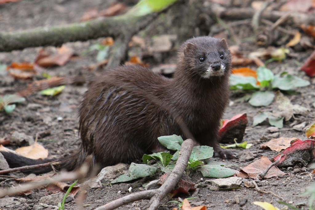 European_Mink_at_Osnabrück_Zoo_03_ zoofanatic.jpg