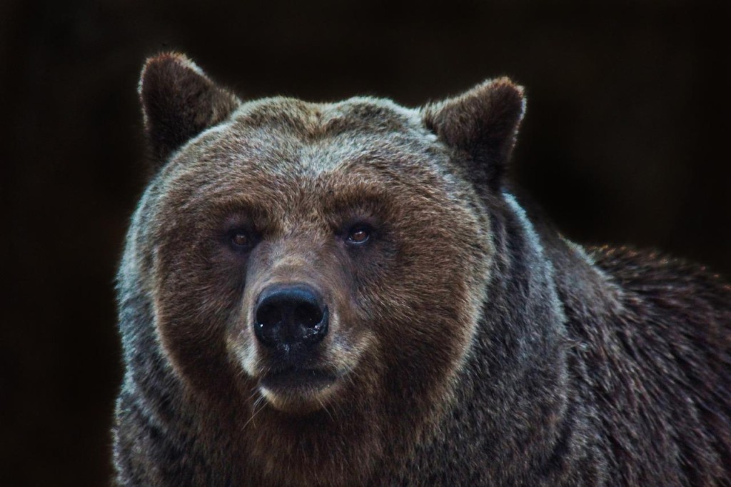 bear-4118795_1280.jpg