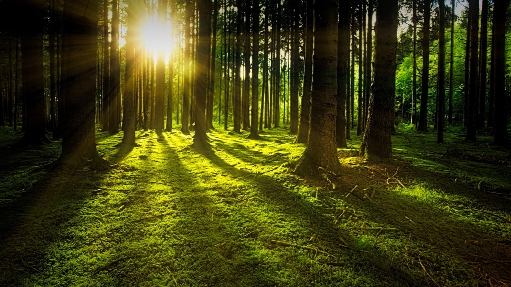 trees-3294681_1280 (1).jpg