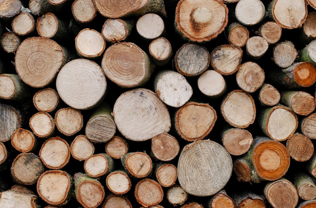 trees-554609_1920.jpg