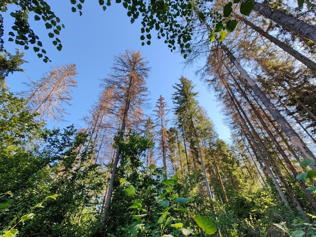 Foto 2_0.jpg
