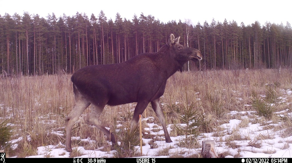 Leluselja põder.JPG