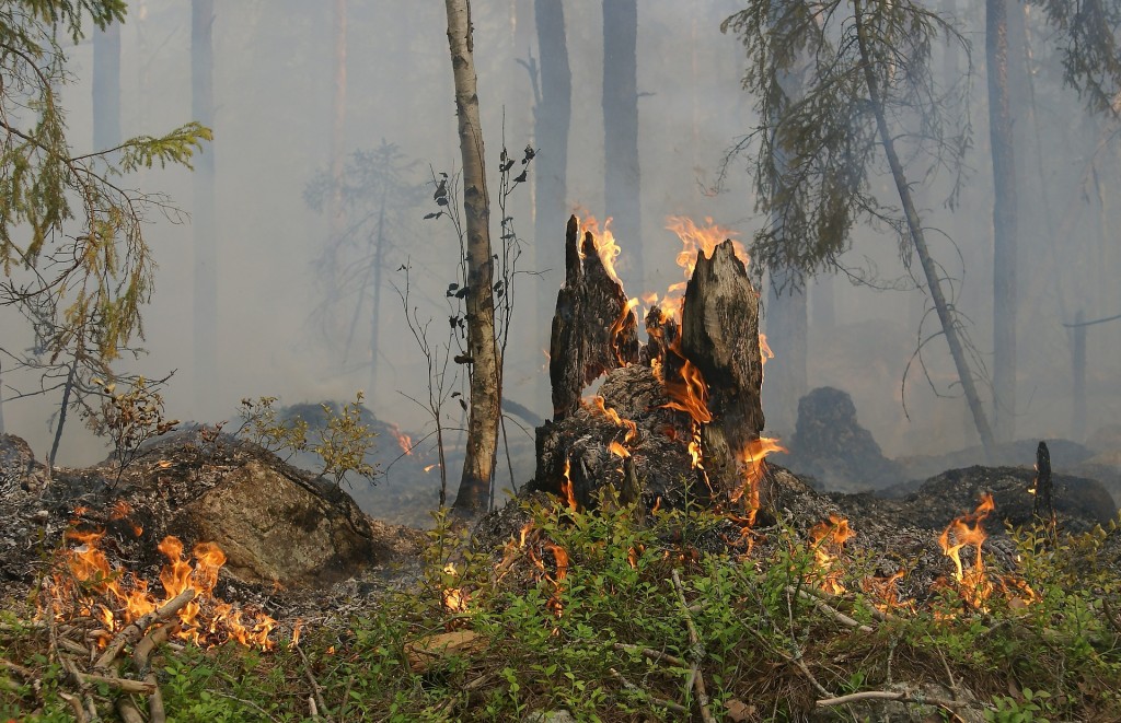forest-fire-432877_1920.jpg