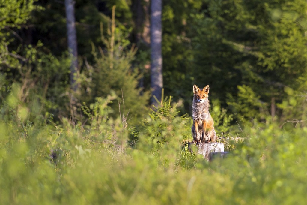 red-fox-4808560_1280.jpg