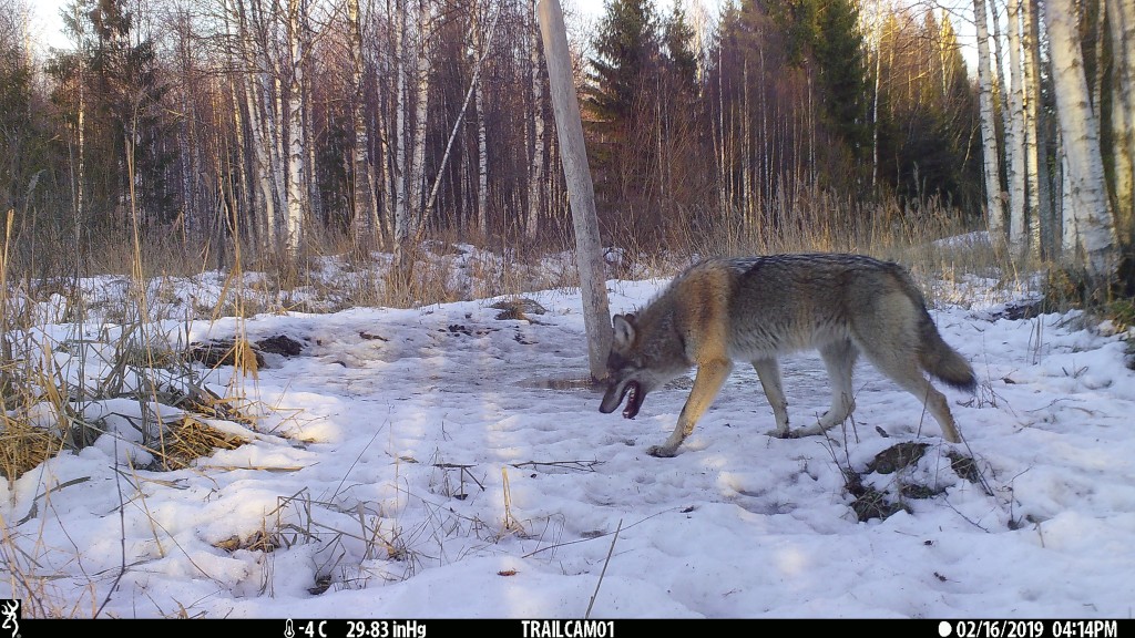 Hunt Järvselja1 (1).JPG