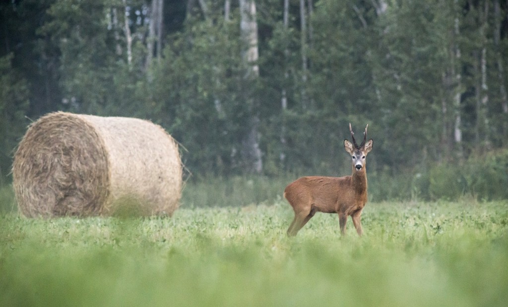 european-roe-deer-4834068_1280.jpg