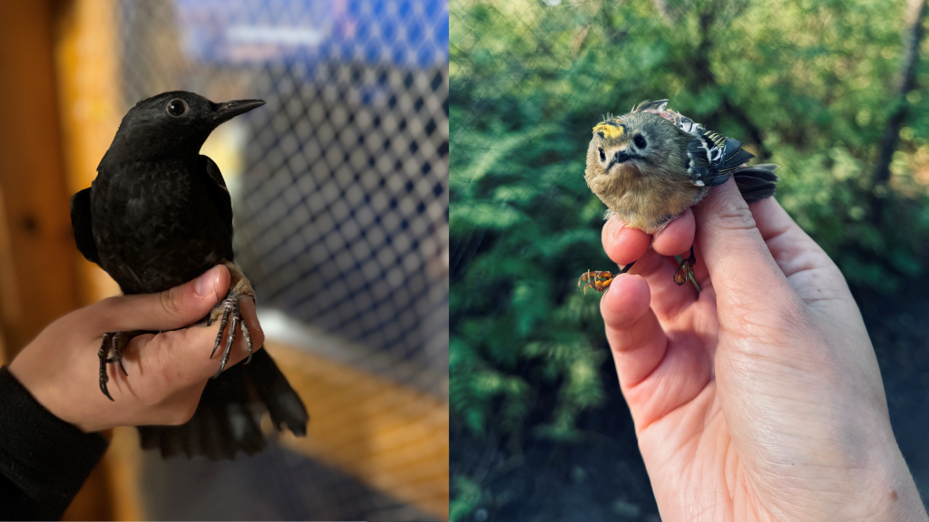 musträstas ja pöialpoiss