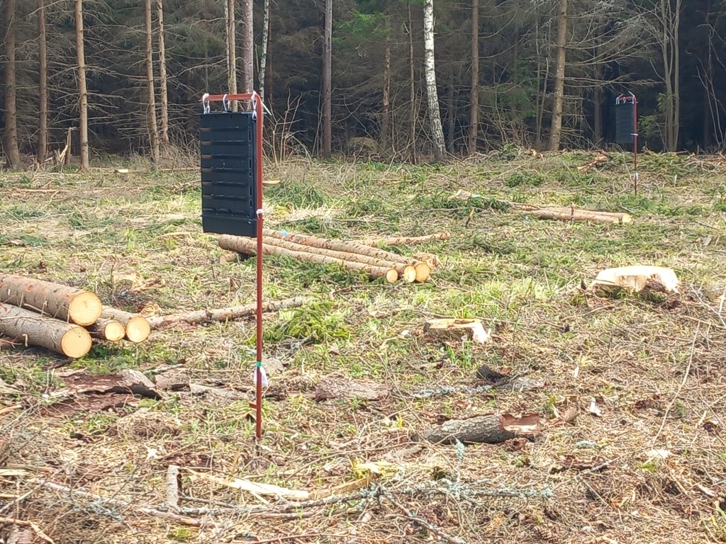 Kuuse-kooreurask-puunisTT093-2023-04-MHeidemaa_0.jpg