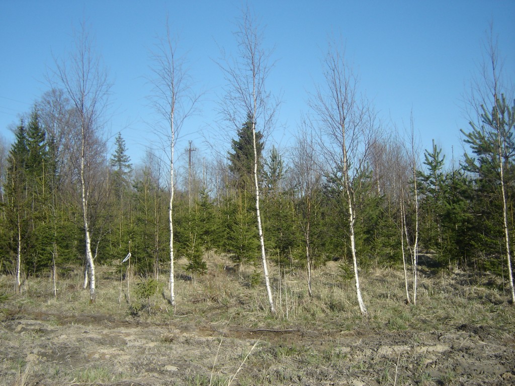Noor mets_kevad 2010. Mets isutati 1998 kevadel heinamaale._0.jpg
