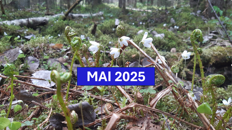 mai 2025 uus.png