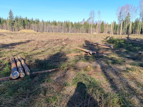 püünispuud a Lind.jpg