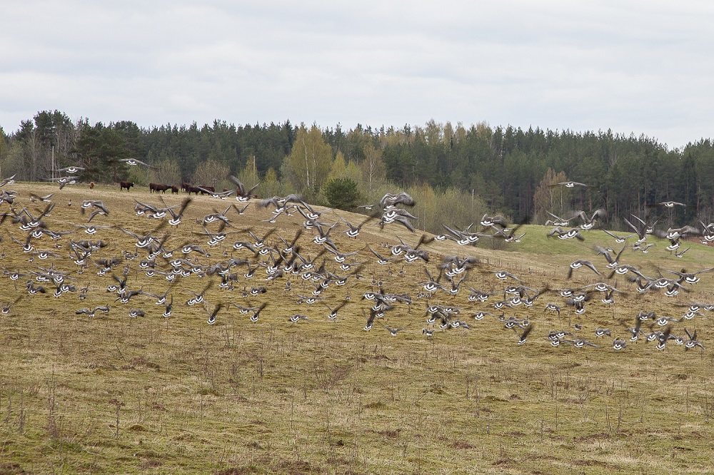 foto_pollumaadel_ristuvad_sageli_maaharija_ja_randlindude_huvid._kevadrandel_hanesid_pildistas_aimar_rakko.jpg
