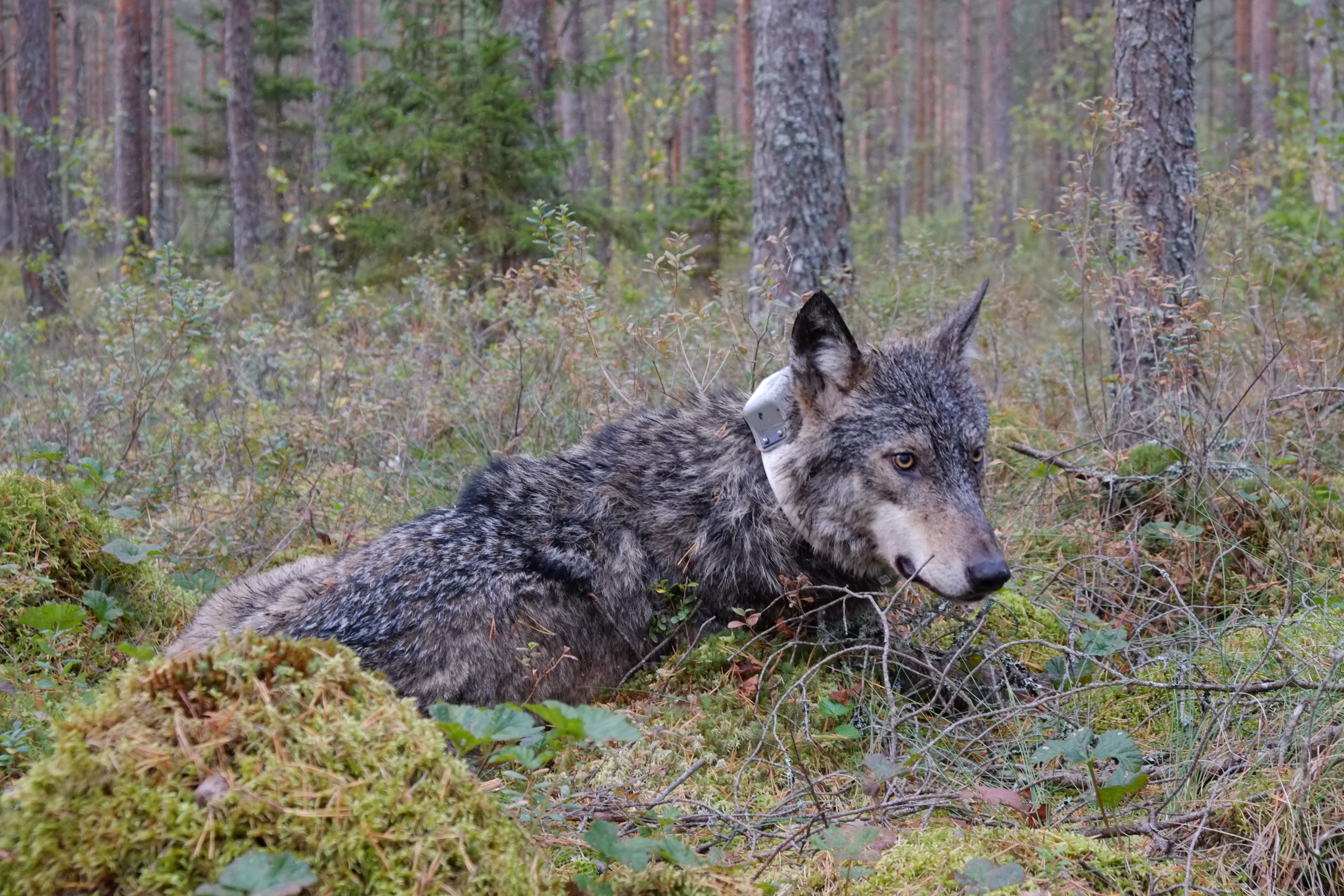 hunt_ii_nov_2019.jpg