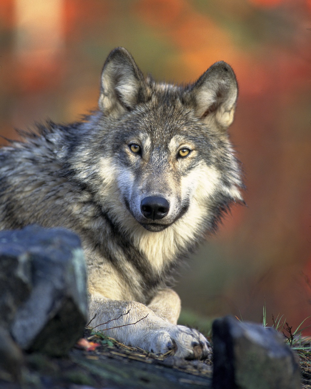 wolf-62898_1280.jpg